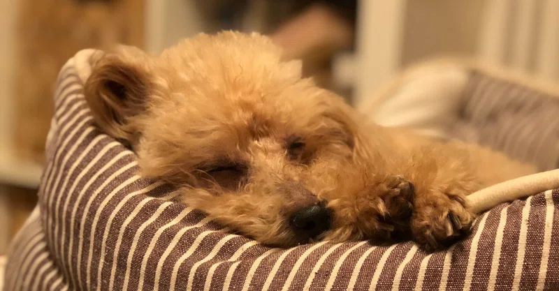 老犬との暮らしで思うこと 何事もない一日を送れる幸せ Realize 壁紙インテリア雑貨 Note