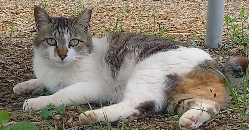 https note com homeru n n750acca4c35d