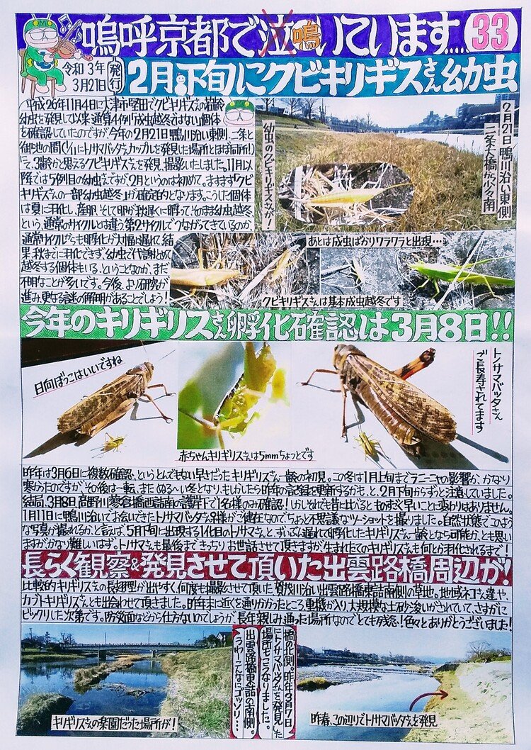 クビキリギスは成虫だけでなく、幼虫でも越冬することは、京滋で何例も確認できています。
