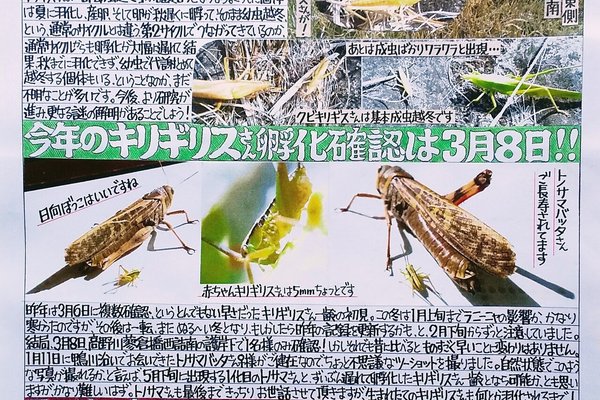 クビキリギス の新着タグ記事一覧 Note つくる つながる とどける クビキリギス の新着タグ記事一覧 Note つくる つながる とどける