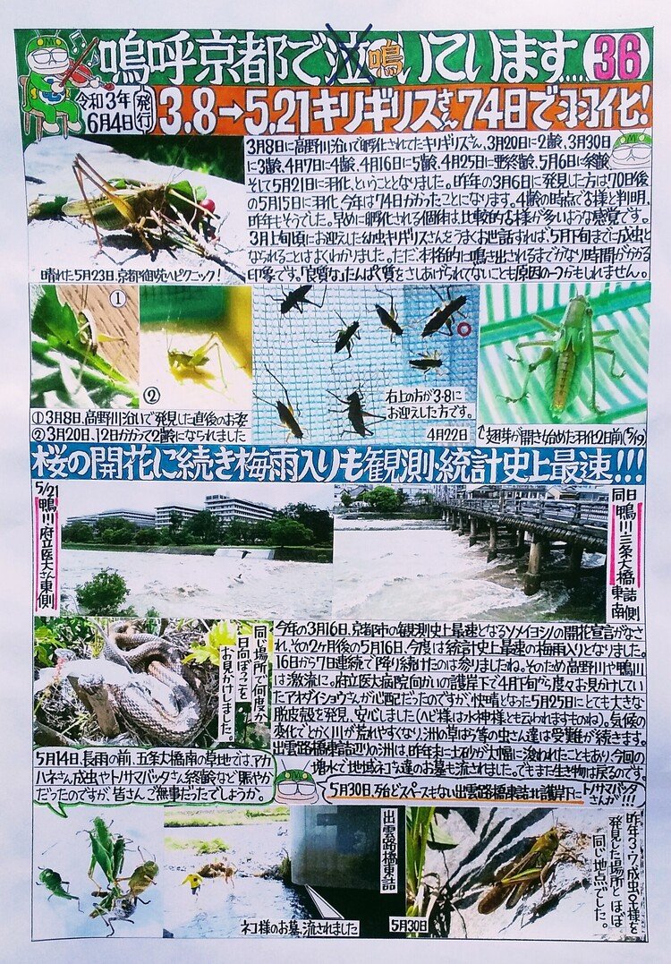 2021年3月8日に発見したキリギリス1齢は、5月21日に羽化。京都の梅雨入りは統計史上最速の5月16日でした。