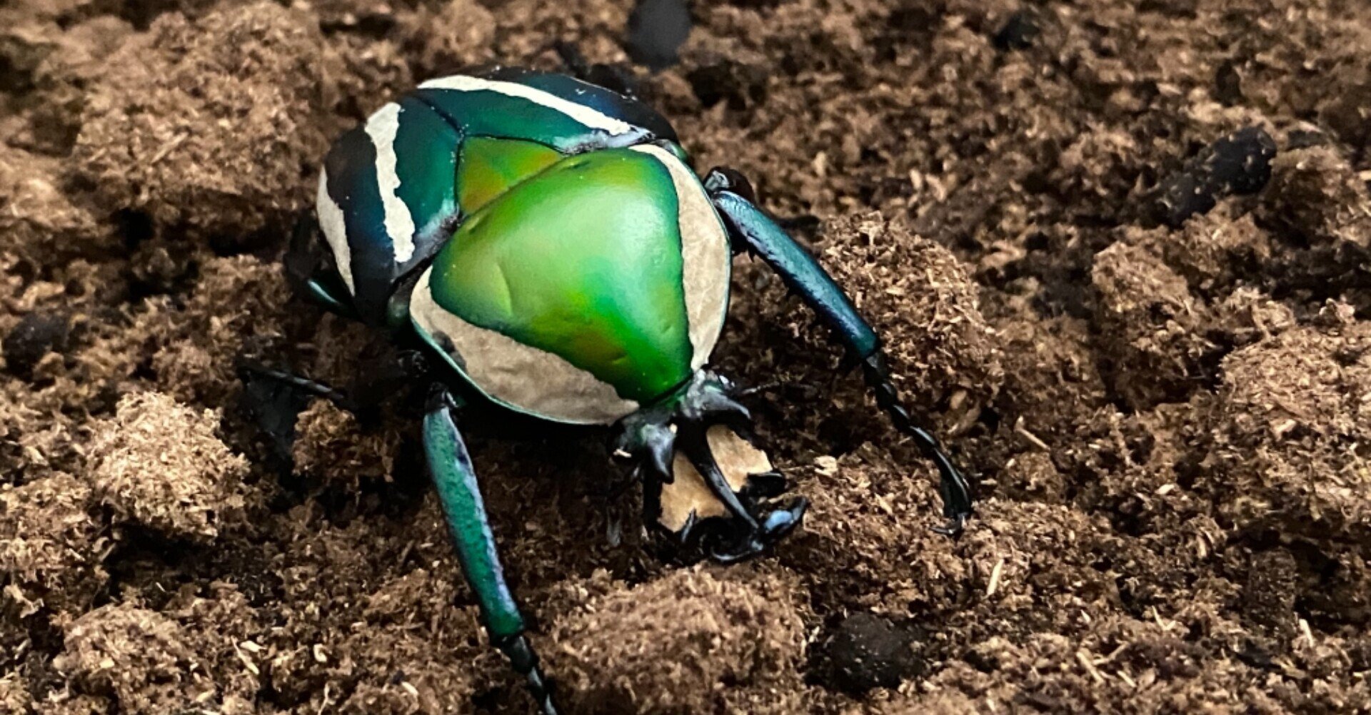 シロヘリミドリツノカナブンの繭玉がチョコエッグみたいでかわいい Noriaki Kawanishi 田舎暮らしデザイナー Note