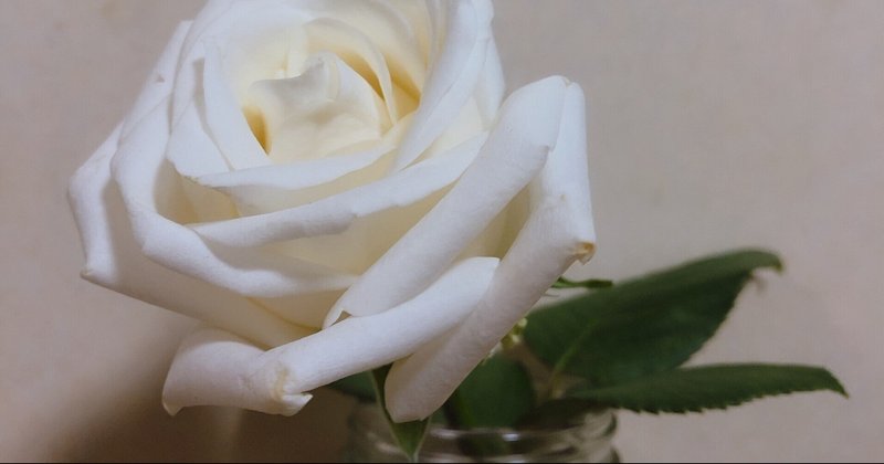 黒い薔薇 の新着タグ記事一覧 Note つくる つながる とどける