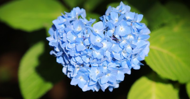 ハートの紫陽花 の新着タグ記事一覧 Note つくる つながる とどける ハートの紫陽花 の新着タグ記事一覧 Note つくる つながる とどける