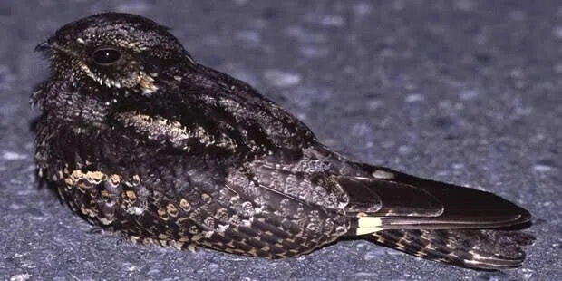 第1623回 夜も寝ずに鳴く鳥|翆野 大地