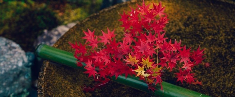 京都の紅葉スポット 撮り歩きレポ