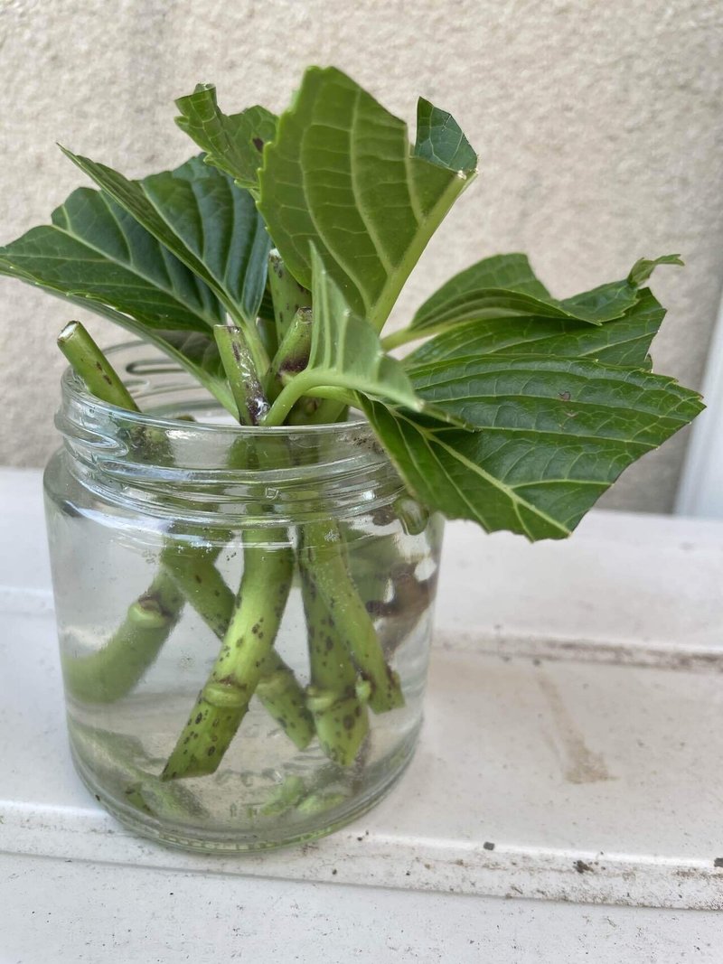 アジサイの挿木 ばぁばの趣味 Note