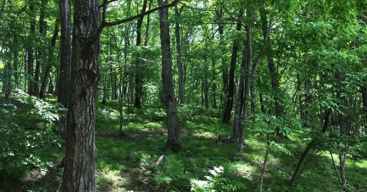 ソローの 森の生活 と トクヴィルの アメリカのデモクラシー が見た未来 平繁無忙 Hirashige Mubou Note