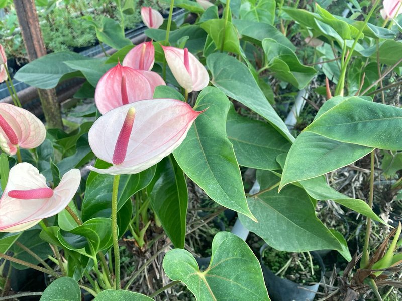 探訪 千葉県富津市 アンスリウム農園 大佐和花卉園を訪ねて Hanaike はないけ Note 探訪 千葉県富津市 アンスリウム農園 大佐和花卉園を訪ねて Hanaike はないけ Note
