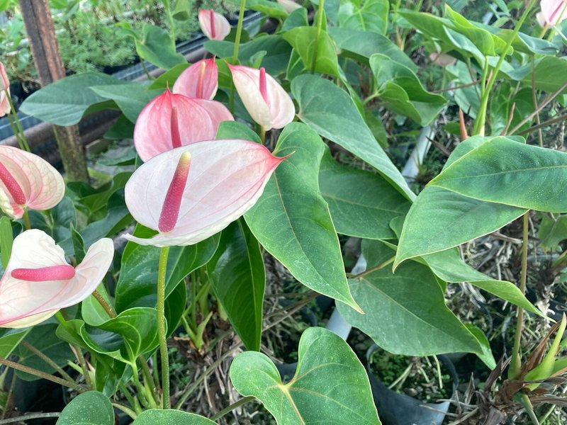 探訪 千葉県富津市 アンスリウム農園 大佐和花卉園を訪ねて Hanaike はないけ Note