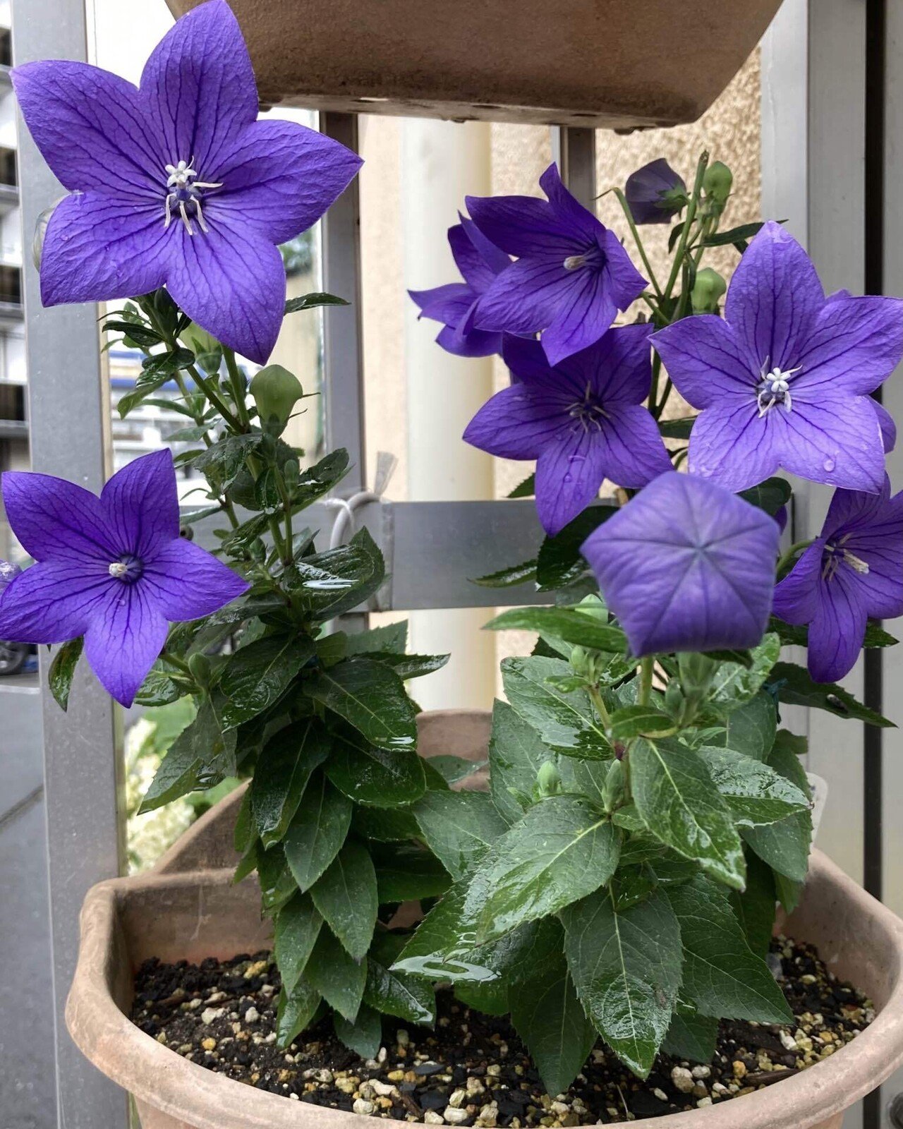 今日のお花 桔梗 保育園の送り迎えは 素敵なお花に出逢える時間 ふと目に留まった桔梗の花 家紋にも使われている 美しい星形のお花と 風船みたいに可愛いつぼみ そしてこの紫色 大好き スイーツ作家ゆかりん Note