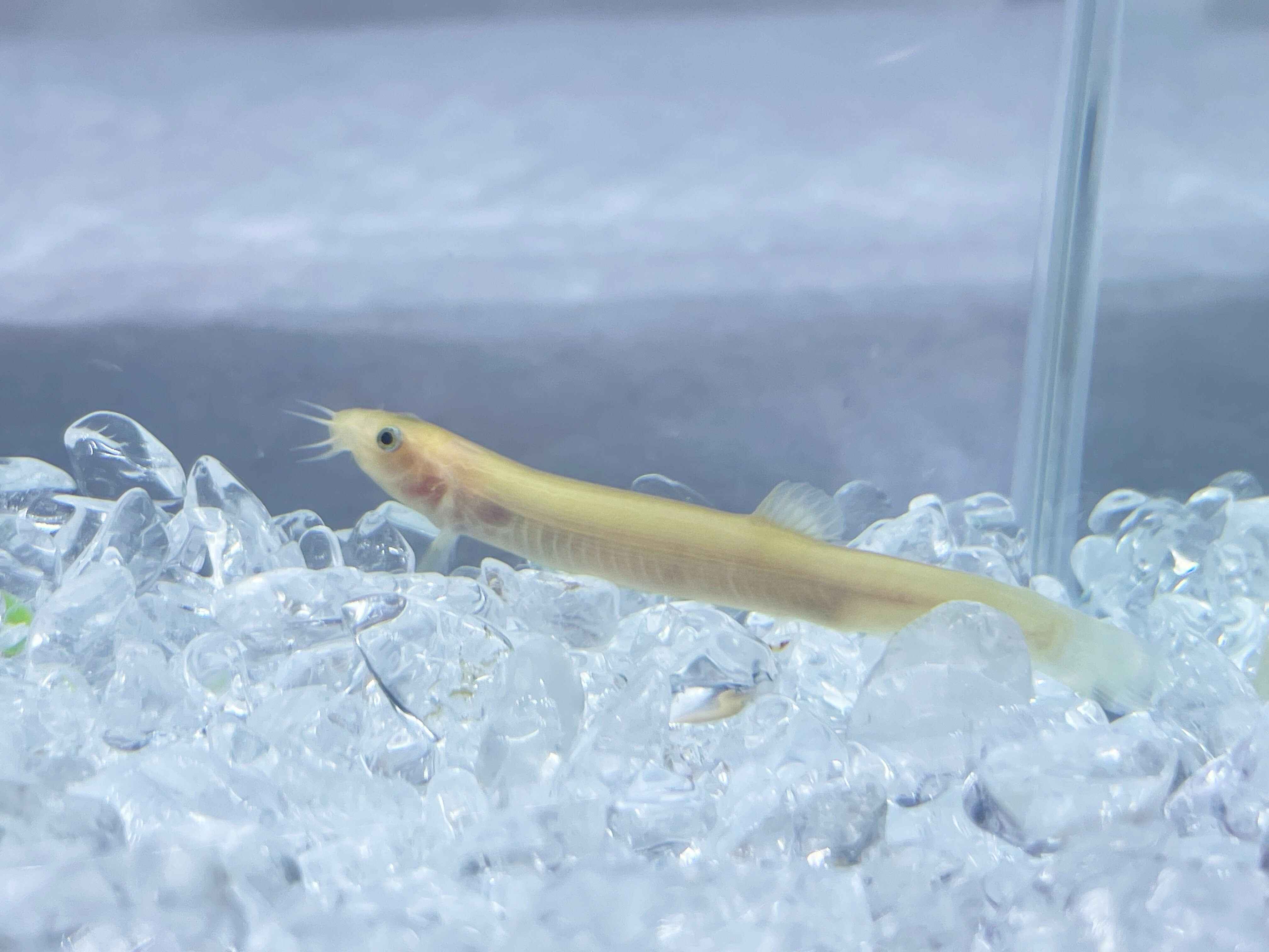 ヒドジョウ の新着タグ記事一覧 Note つくる つながる とどける