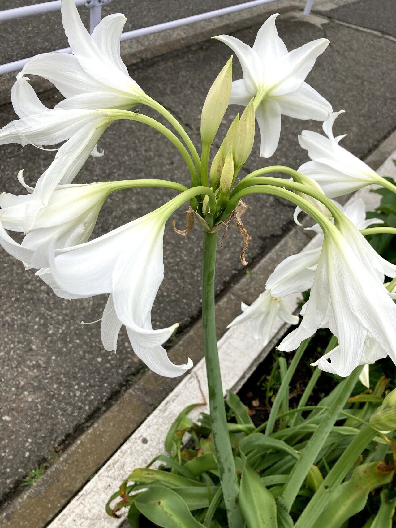 アフリカハマユウ いりの Note アフリカハマユウ いりの Note