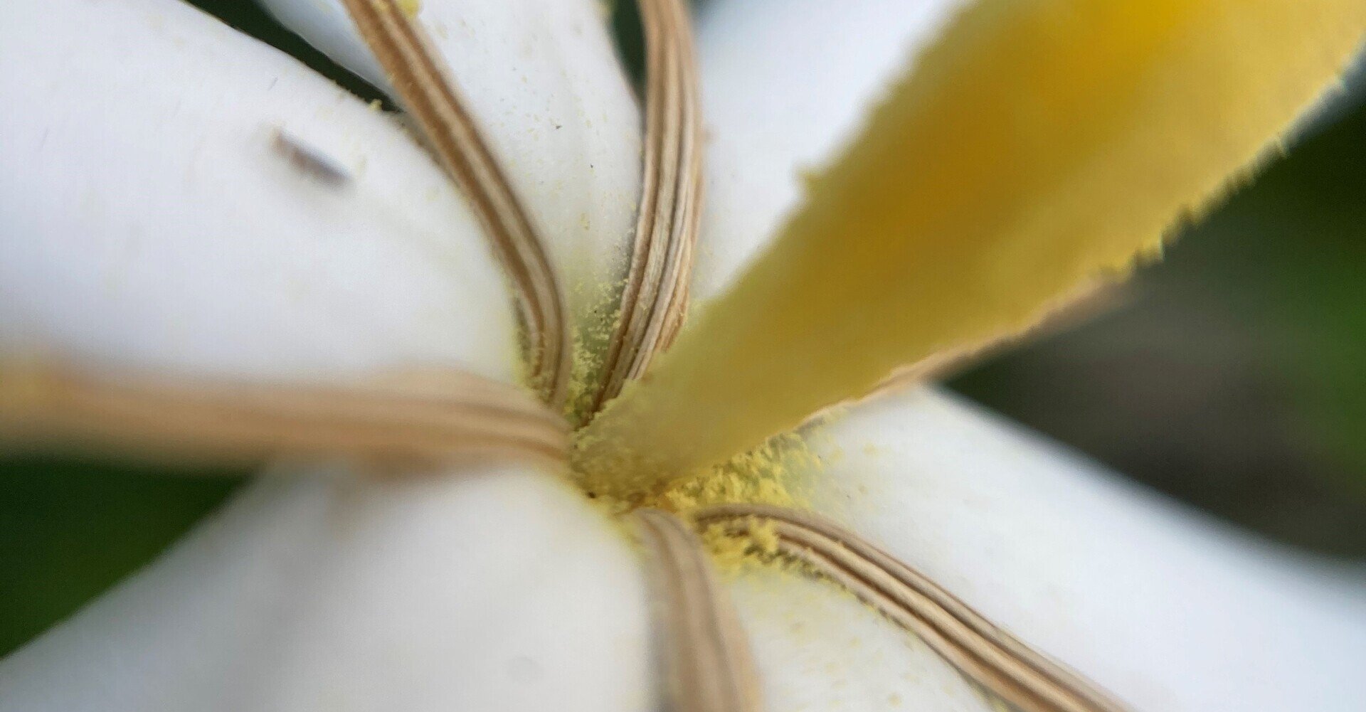 互換式古文追体験 花橘の代わりになる花 根雨良光 Note