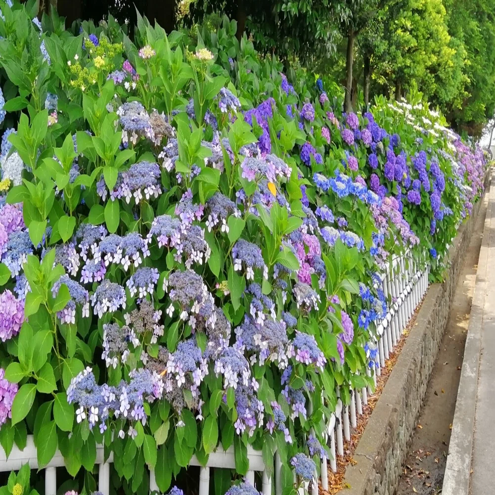 紫陽花の人気スポット 大塚性海寺歴史公園 に行ってきました Ad Publicity Note