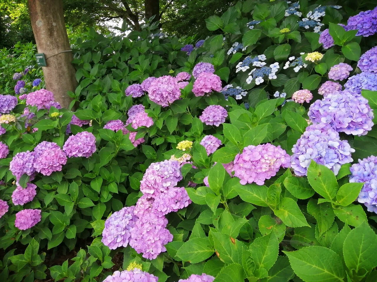 紫陽花の人気スポット 大塚性海寺歴史公園 に行ってきました Ad Publicity Note
