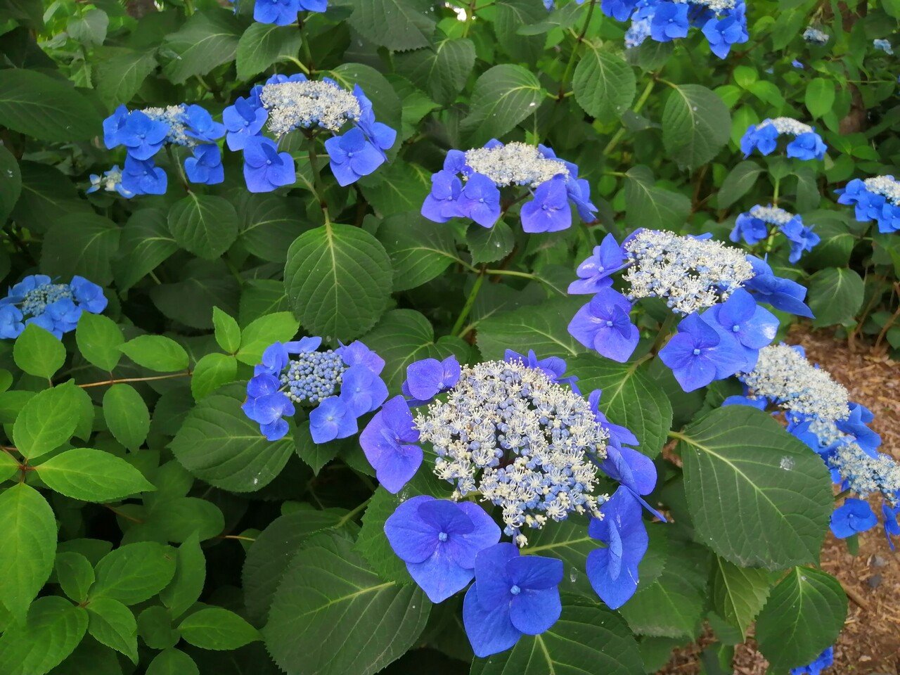 紫陽花の人気スポット 大塚性海寺歴史公園 に行ってきました Ad Publicity Note