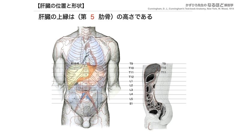 【徹底的国試対策】4-4 消化器系 - 肝臓・胆嚢・膵臓.040