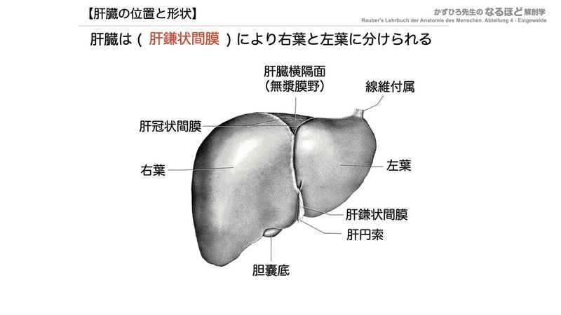 【徹底的国試対策】4-4 消化器系 - 肝臓・胆嚢・膵臓.042