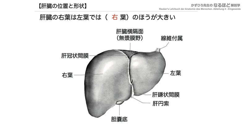 【徹底的国試対策】4-4 消化器系 - 肝臓・胆嚢・膵臓.044