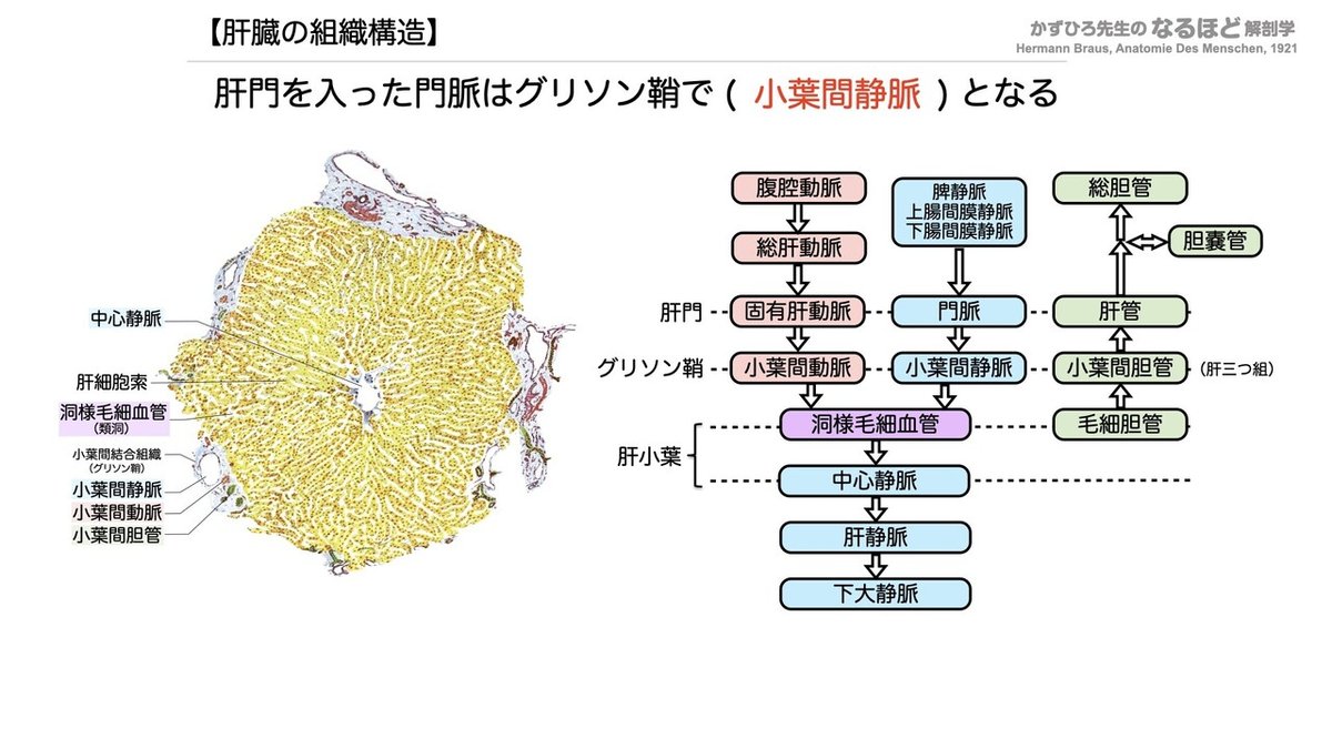 【徹底的国試対策】4-4 消化器系 - 肝臓・胆嚢・膵臓.070