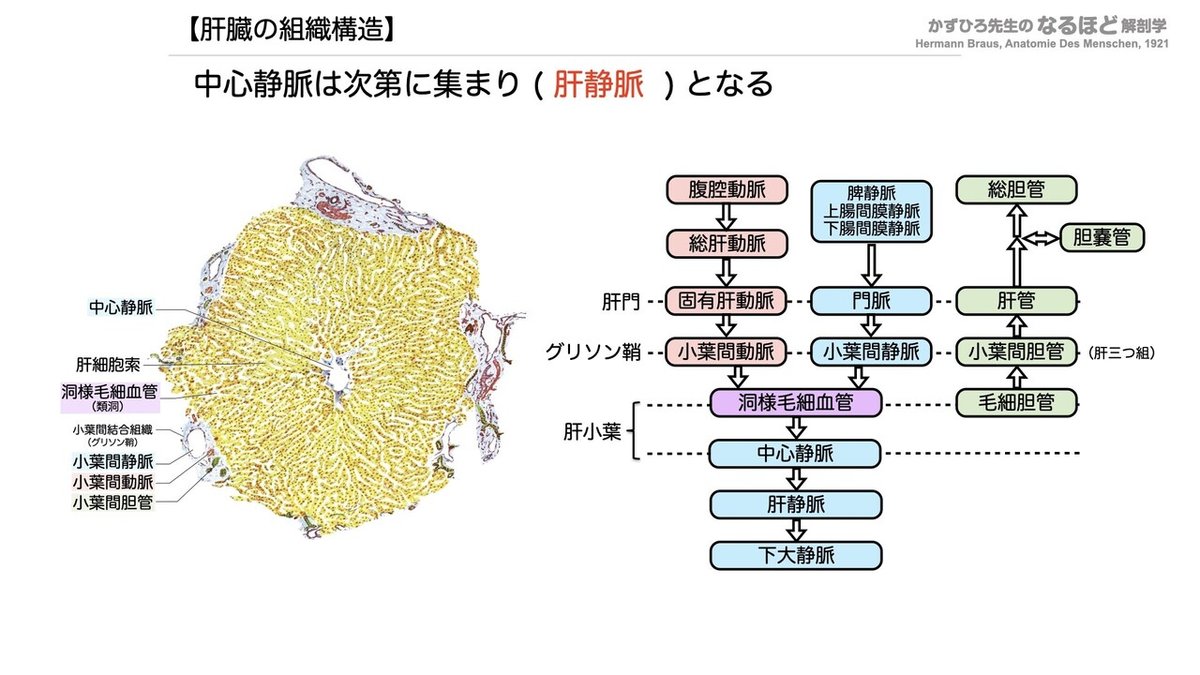 【徹底的国試対策】4-4 消化器系 - 肝臓・胆嚢・膵臓.074