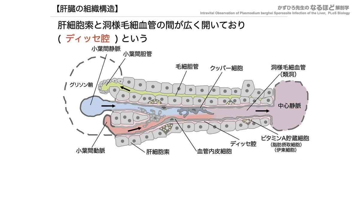 【徹底的国試対策】4-4 消化器系 - 肝臓・胆嚢・膵臓.084