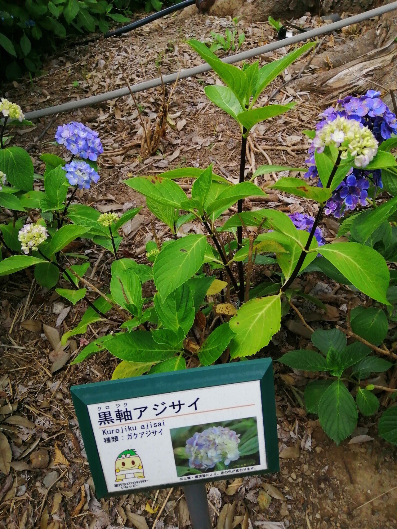 紫陽花の人気スポット 大塚性海寺歴史公園 に行ってきました Ad Publicity Note