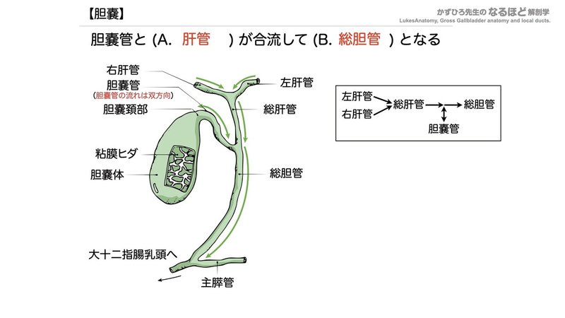 【徹底的国試対策】4-4 消化器系 - 肝臓・胆嚢・膵臓.098