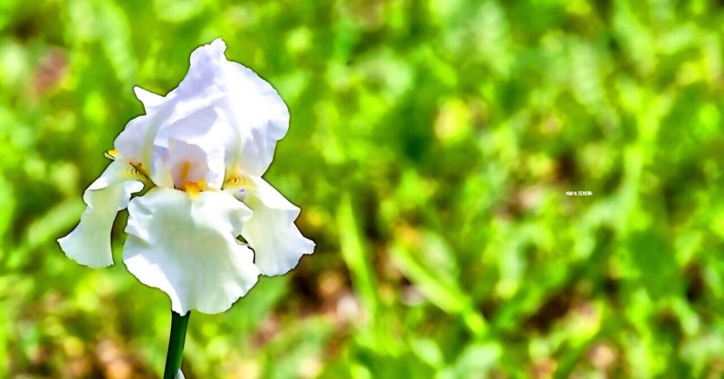 6月11日 誕生花は匂菖蒲 誕生花短歌 御子柴 流歌 Note