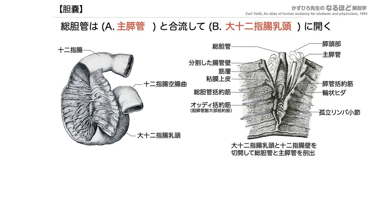 【徹底的国試対策】4-4 消化器系 - 肝臓・胆嚢・膵臓.100