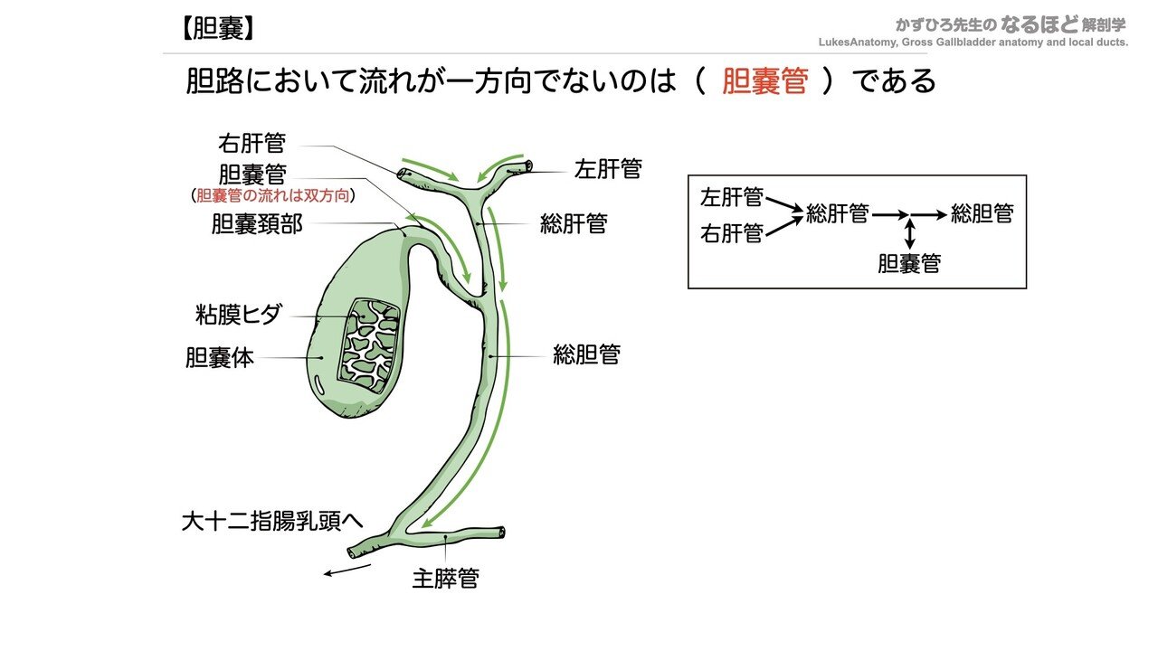理学療法士を目指す方！必見！分担 解剖学2 胆管学 神経系 理学療法士を目指す方！必見！分担 解剖学2 胆管学 神経系