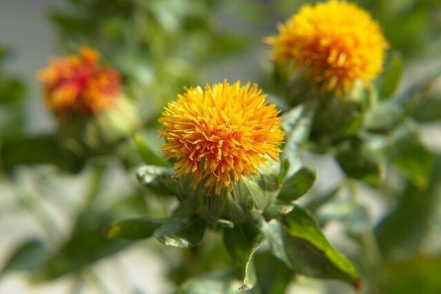 夏のキク科 の新着タグ記事一覧 Note つくる つながる とどける