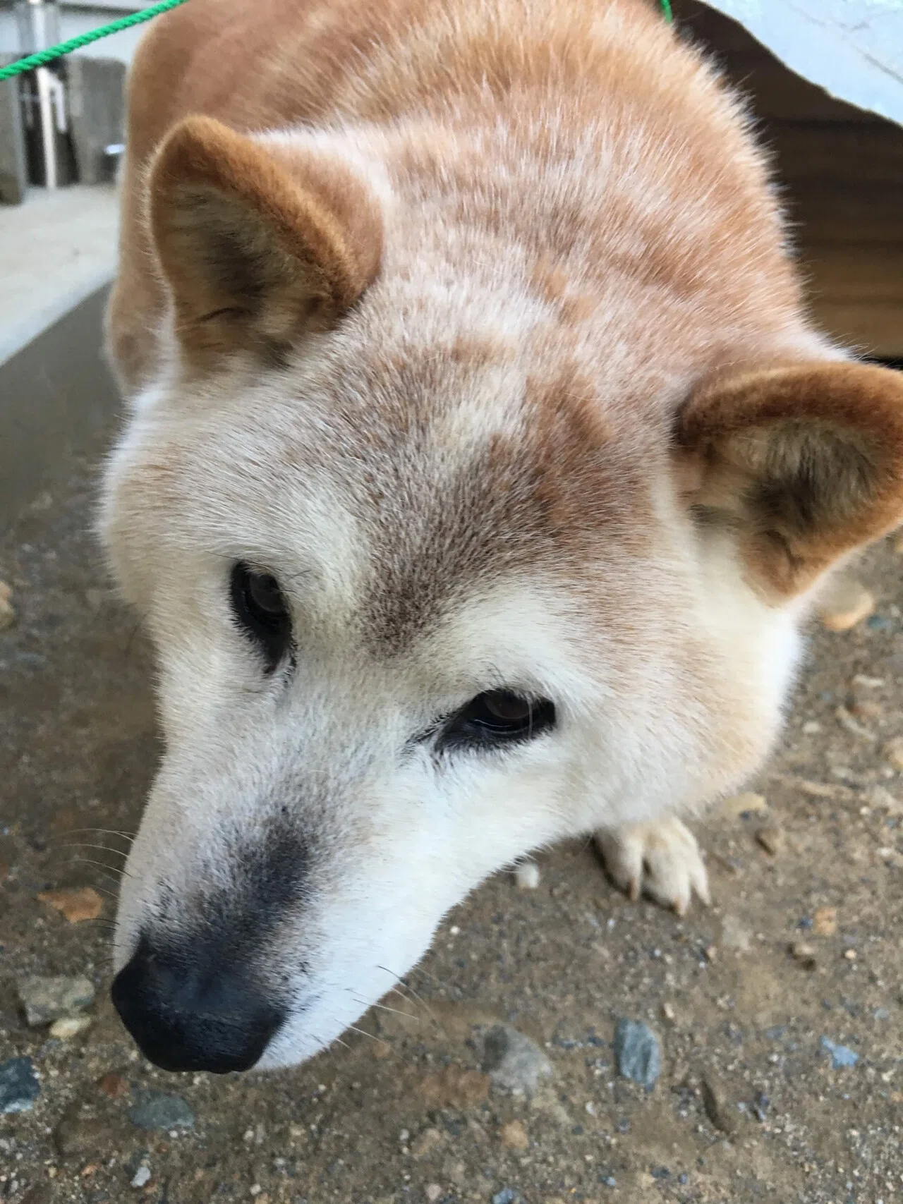 昨日の午前中、実家で飼っている柴犬の利希丸が17歳6ヶ月の犬生を静か 
