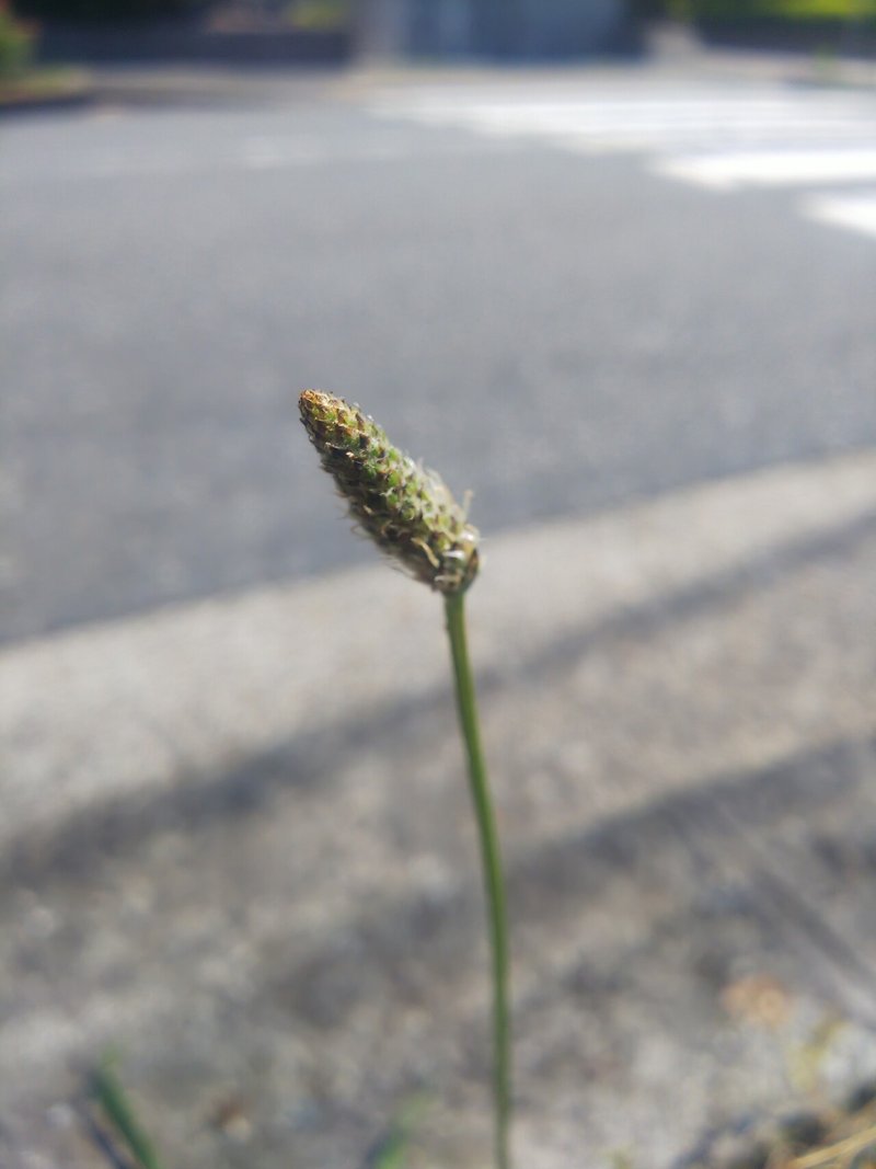 オオバコとヘラオオバコ あおはくたき Note