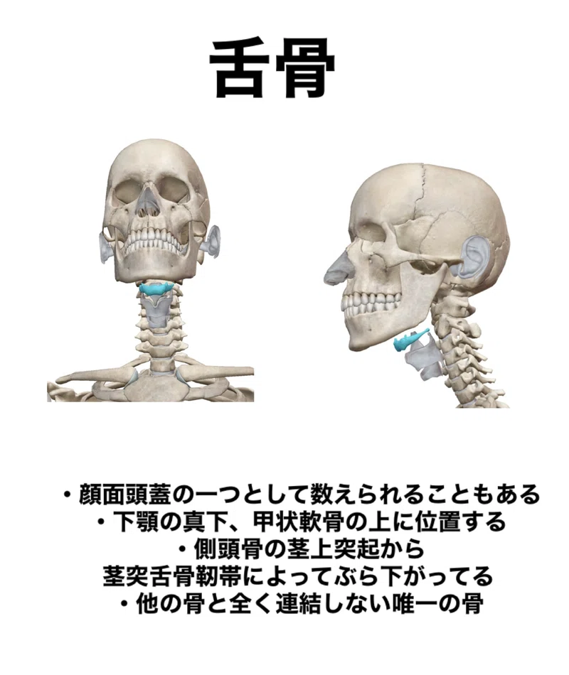 【舌骨のはなし】骨勉|伊藤陵亮【整体×ヨガ×読書】