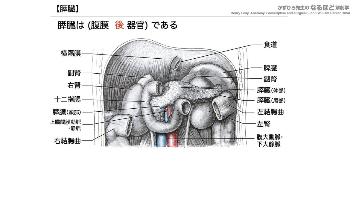 4-4 (2)】消化器系 - 肝臓・胆嚢・膵臓 一問一答｜かずひろ先生