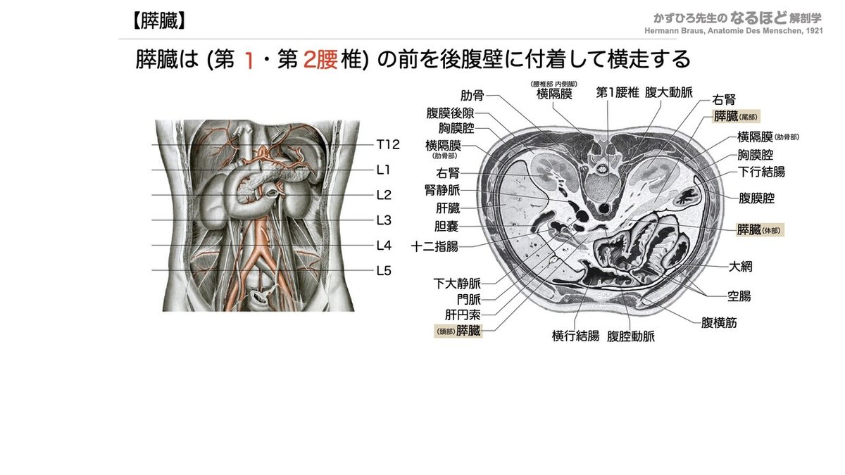 4-4 (2)】消化器系 - 肝臓・胆嚢・膵臓 一問一答｜かずひろ先生