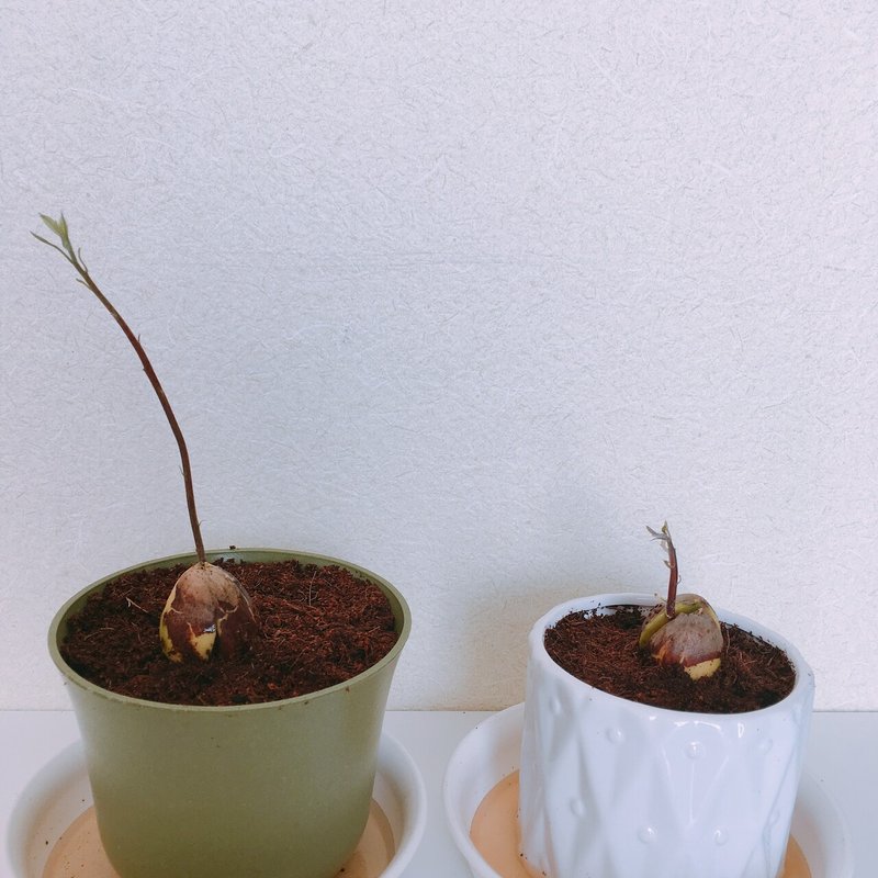 観葉植物にたかるコバエと戦った１年間が一瞬で終わった件 Toko3901 Note