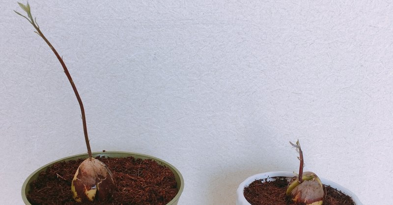観葉植物にたかるコバエと戦った１年間が一瞬で終わった件 Toko3901 Note