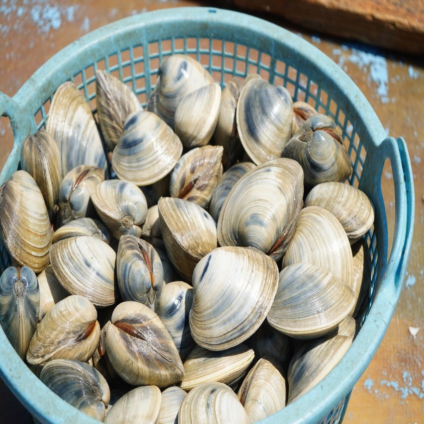 ７月号はホンビノス貝 僕らがやりたいのは生産者と食べる人の間を埋めること 佐藤謙太 ちば食べる通信 Note