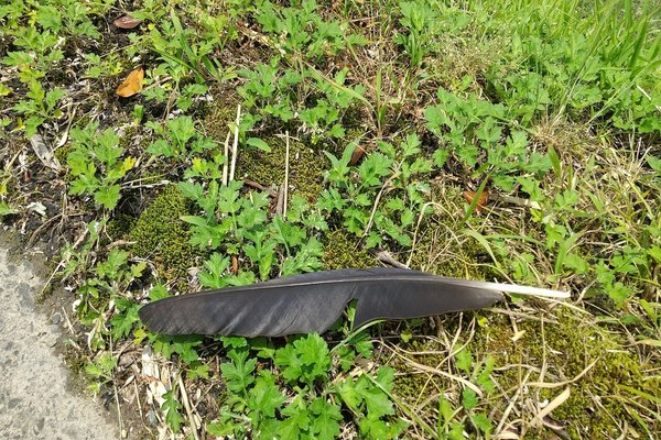 カラスの羽 の新着タグ記事一覧 Note つくる つながる とどける