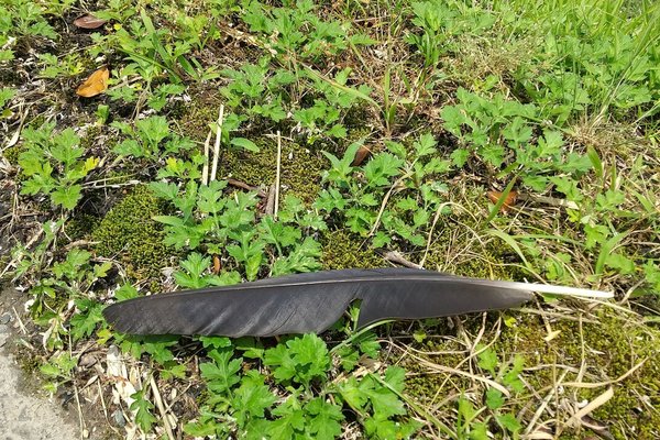 カラスの羽 の新着タグ記事一覧 Note つくる つながる とどける カラスの羽 の新着タグ記事一覧 Note つくる つながる とどける