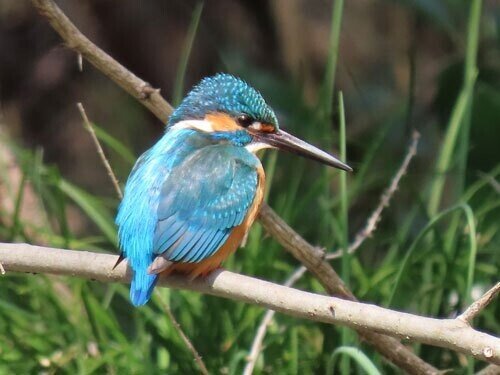 魚を見つめてたたずむ青い水鳥・かわせみ 大阪府和泉市Aのマンホールカード(初版) 魚を見つめてたたずむ青い水鳥・かわせみ 大阪府和泉市Aの