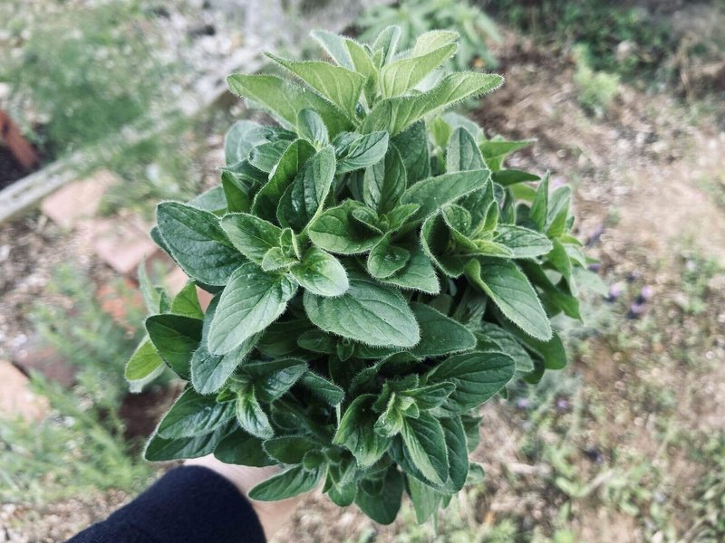 オレガノoriganum Vulgare ころの庭自然菜園ーハーブやアロマもー Note オレガノoriganum Vulgare ころの庭自然菜園ーハーブやアロマもー Note