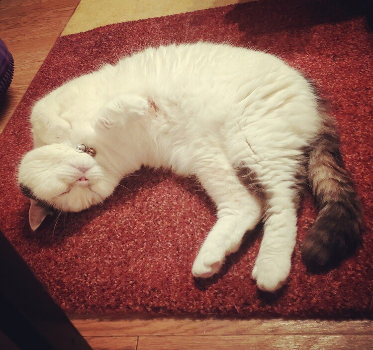 今日も元気に落ちている。

#cat #neko #猫 #猫の幸 #猫はちいさいお坊さん #猫と犬のいる暮らし #猫のいる暮らし #love #moritaMiW
https://instagram.com/catsachi.dogfu