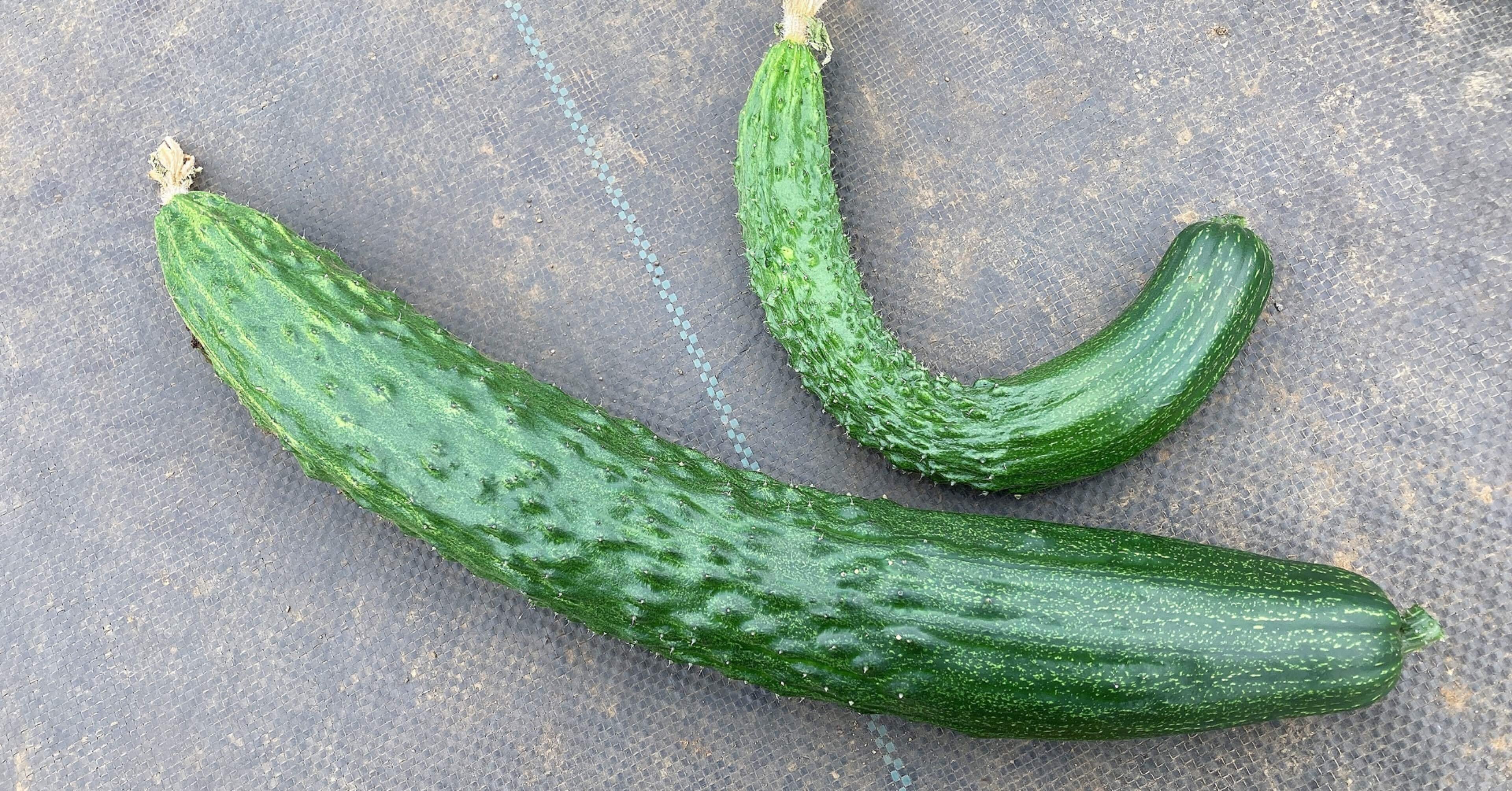 シェア畑栽培日記23】トマトお手入れ＆きゅうり収穫＆水やり（2021/6