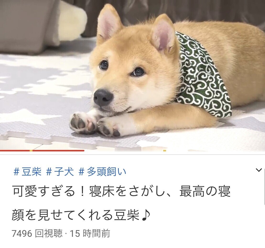 僕が犬なら こういうあざといポーズで飼い主を調教します 笑 Youtu Be Tcdxzd5dgms はずれスライム Note 僕が犬なら こういうあざといポーズで飼い主を調教します 笑 Youtu Be Tcdxzd5dgms はずれスライム Note