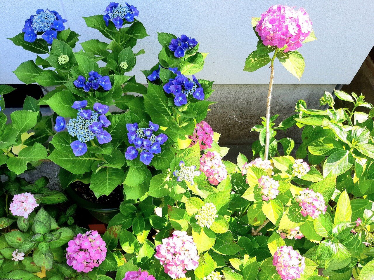 のっぽの紫陽花 山田幸子フリーアナウンサー Note