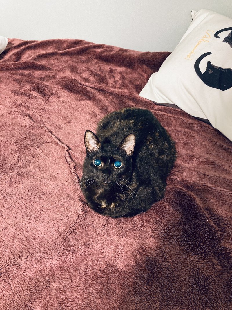 一人暮らし 保護猫を譲ってもらえない問題 紅葉 もみじ Note 一人暮らし 保護猫を譲ってもらえない問題 紅葉 もみじ Note